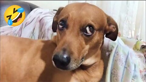 Funny Dogs And Cats Videos 2024 😅- Best Funnies Animal Videos #21