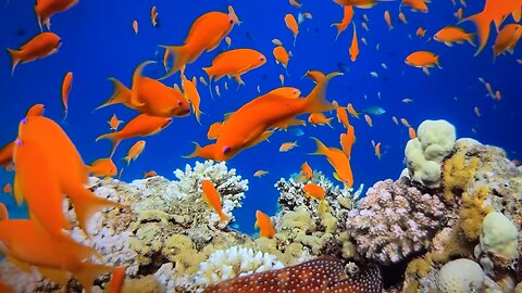 Fish