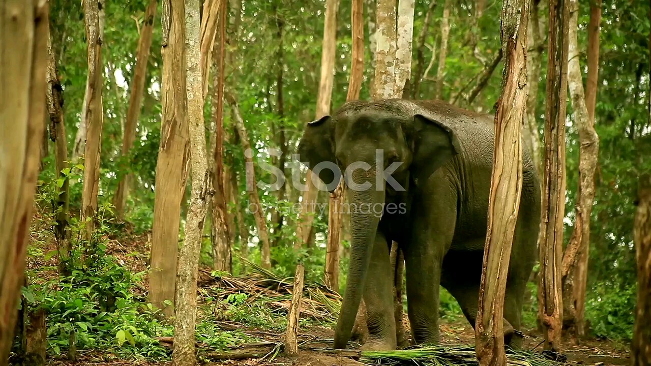 The elephant