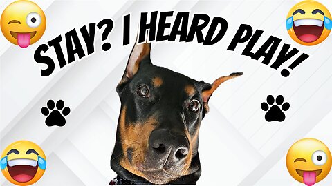 Doberman Hears "Play" Instead Of "Stay"