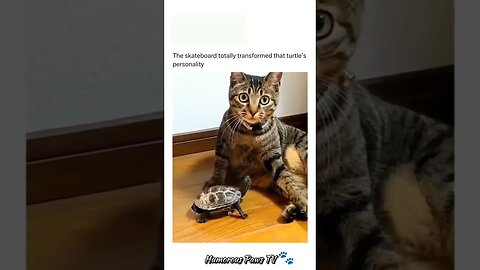Funny animals 2024😂- Funniest Cats and Dogs Video😹🐶 #3