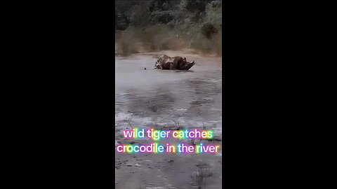 tiger catches crocodile in the river