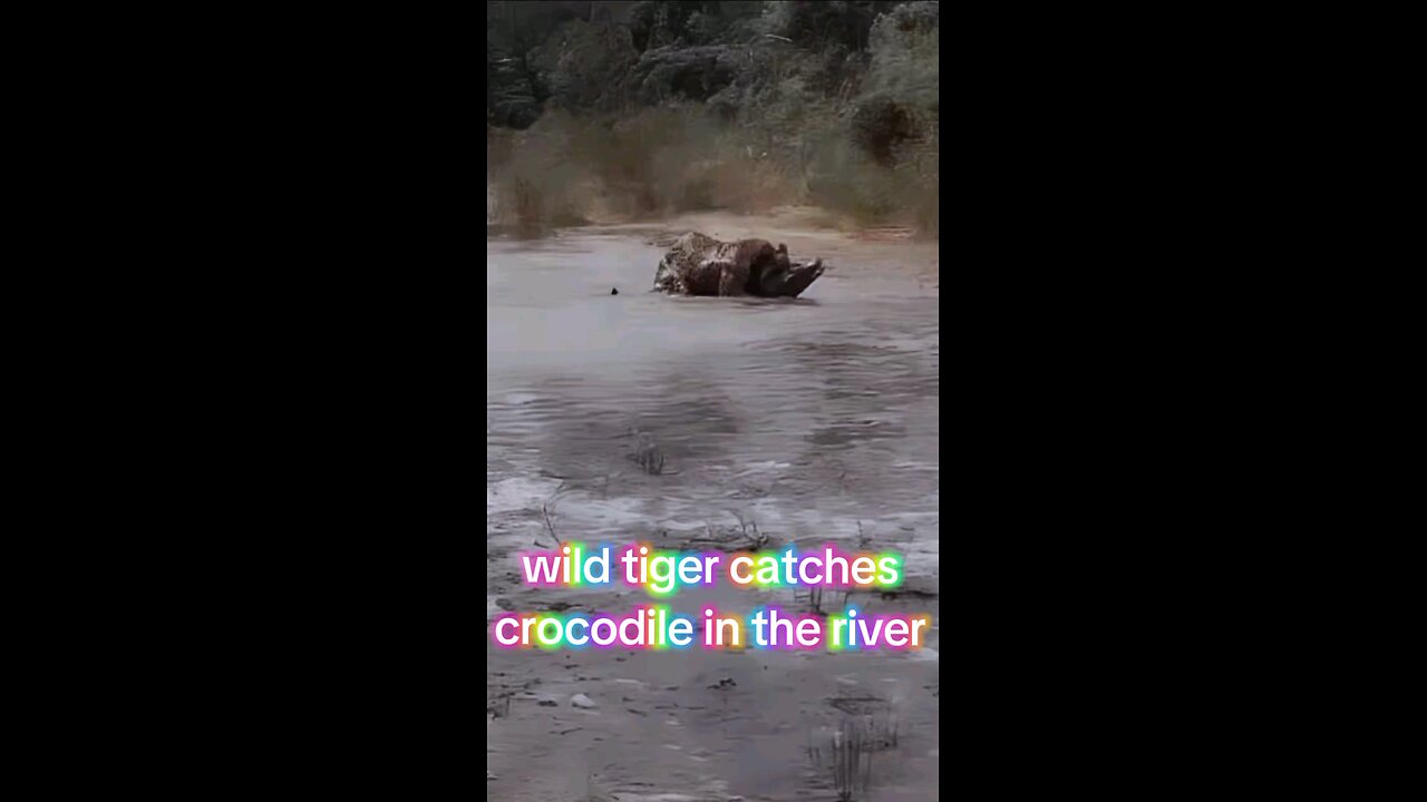 tiger catches crocodile in the river