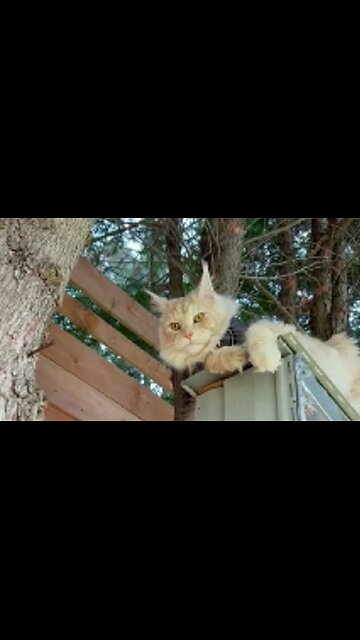 Maine Coon Pasha climbed a tree to catch a squirrel
