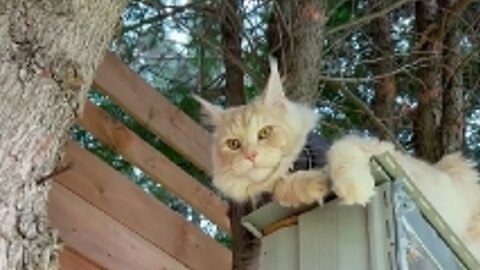 Maine Coon Pasha climbed a tree to catch a squirrel