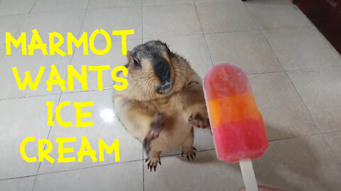 Marmot eats ICE CREAM for the first time!