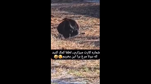 😁😆بیایید کمک کنید۲تا مرغ برای این خروس بخریم