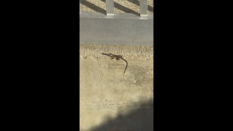 URBAN HUNTING HOUSTON TX USA