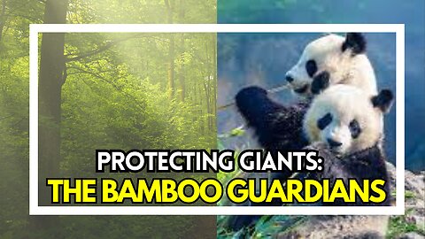 The Bamboo Guardians Inside the Fight for Giant Panda Survival