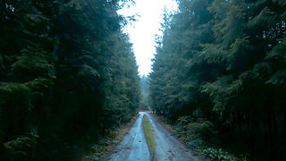 Virtual Walk Through the Dark and Foggy Forest | After the Rain