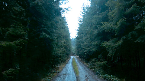 Virtual Walk Through the Dark and Foggy Forest | After the Rain