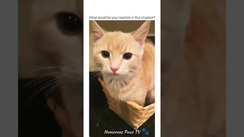 Funny animals 2024😂- Funniest Cats and Dogs Video😹🐶 #23