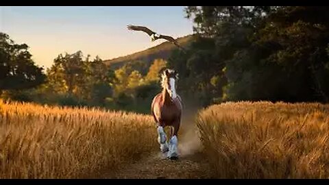 Budweiser Super Bowl Commercial!