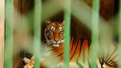 People shouldn't be allowed to own exotic animals like tigers and lions
