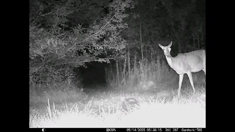 Deer Cam 09 14 2025 Game Cam Trail Cam