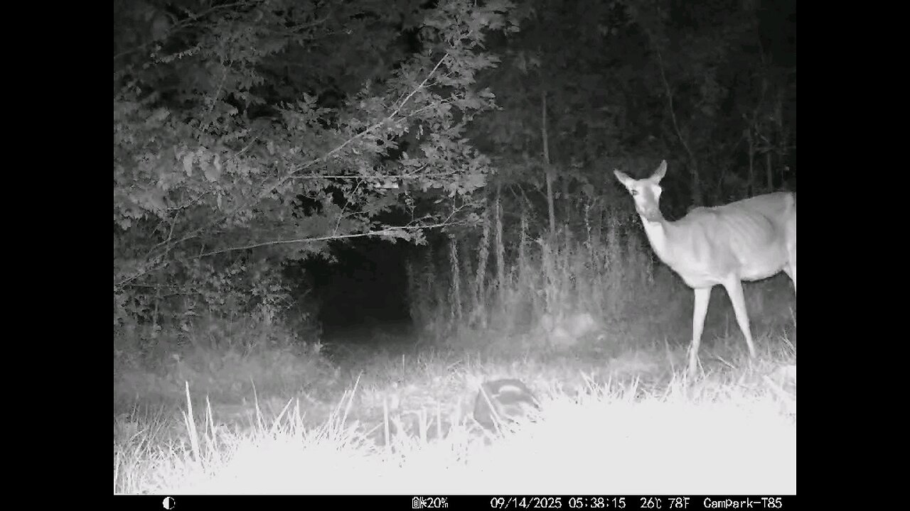 Deer Cam 09 14 2025 Game Cam Trail Cam