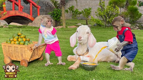Super touching! YiYi and YinYin take care of a goat with a sore leg