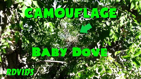 Camouflage Baby Bird Safely Hidden In Tree