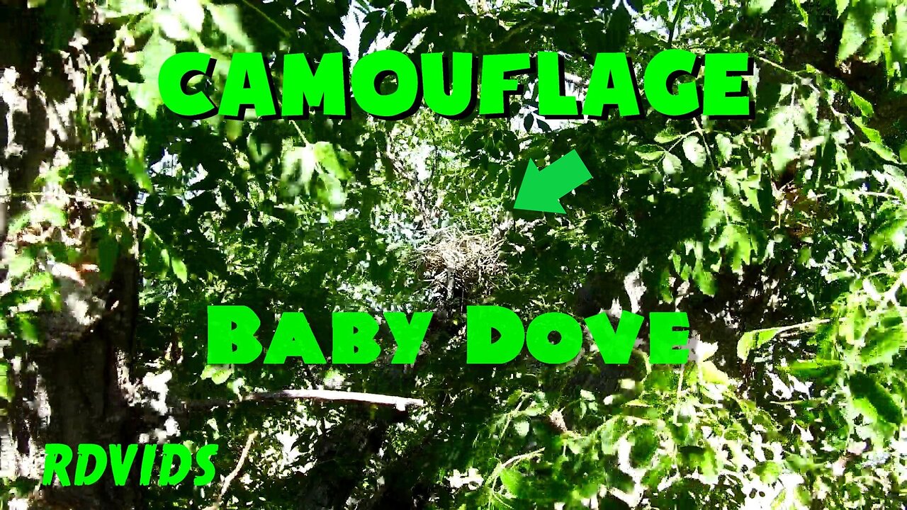 Camouflage Baby Bird Safely Hidden In Tree
