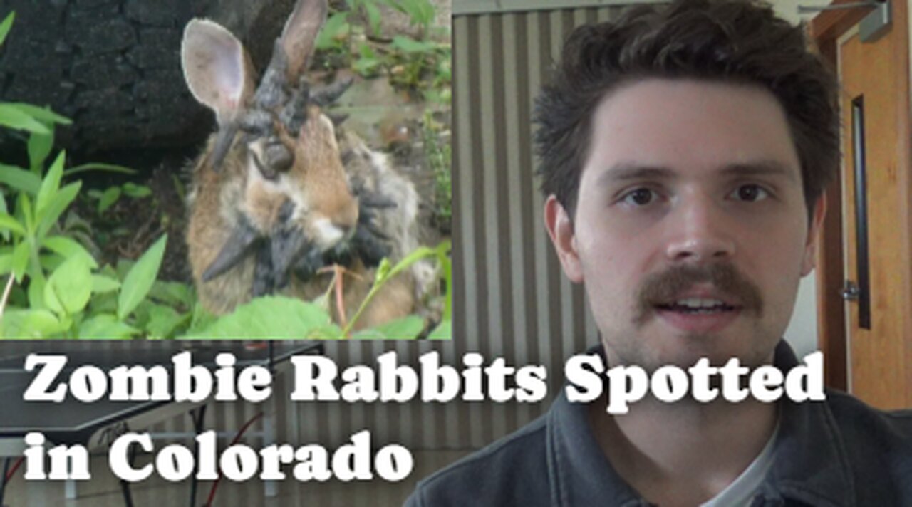 Zombie Rabbits Spotted In Colorado