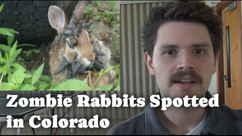 Zombie Rabbits Spotted In Colorado