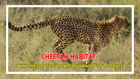 Cheetah Habitat: Why These Fast Cats Are Running Out of Space
