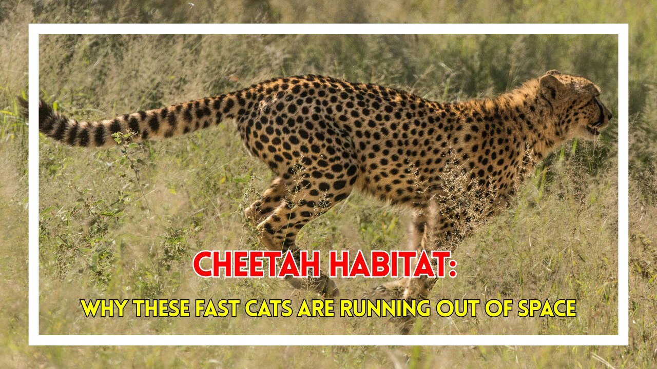 Cheetah Habitat: Why These Fast Cats Are Running Out of Space