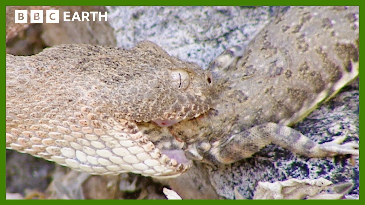 Rattlesnake Eating Prey Up Close | Deep into the Wild | BBC Earth
