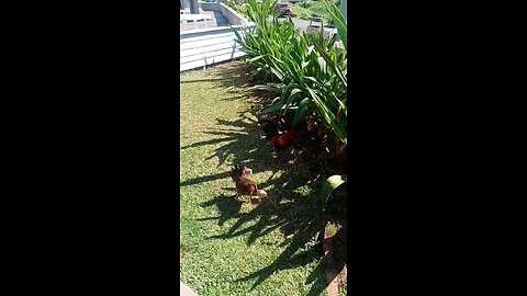 chicken in hawaii