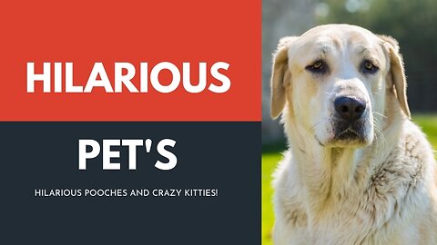 Funny fails of cute animals