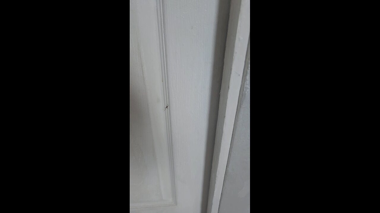 Along Came A Spider