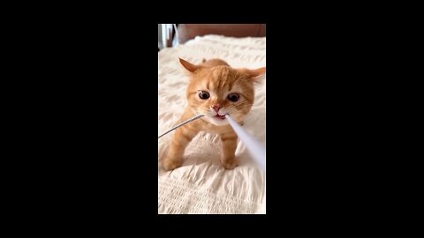 "Ferocious Fuzzball Takes on the Mighty String!"