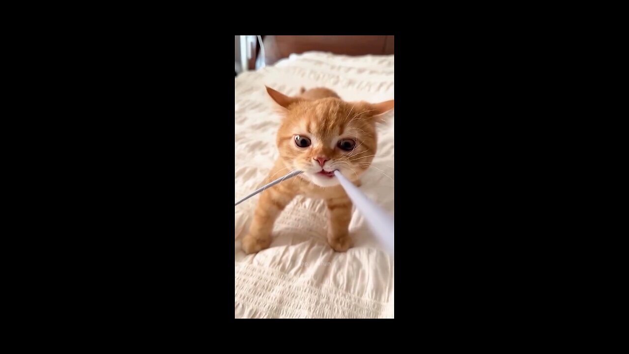 "Ferocious Fuzzball Takes on the Mighty String!"