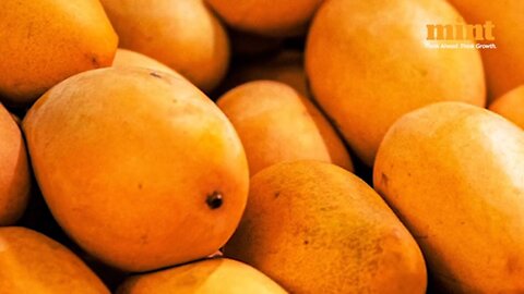 Indian Exporters suffer ₹4.3 Cr loss as US turns away 15 mango shipments due to documentation lapses