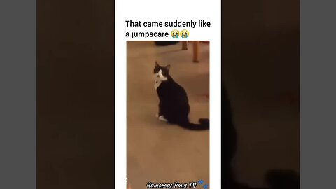 When Pets Go Full Drama Mode!