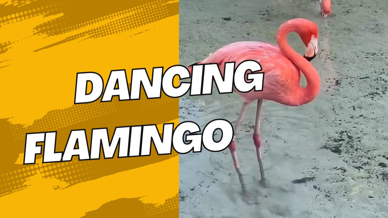 Dancing FLAMINGO
