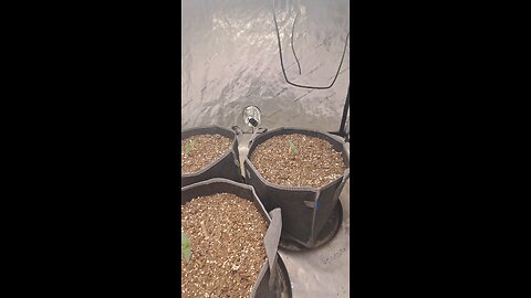 Blueberry autos grow