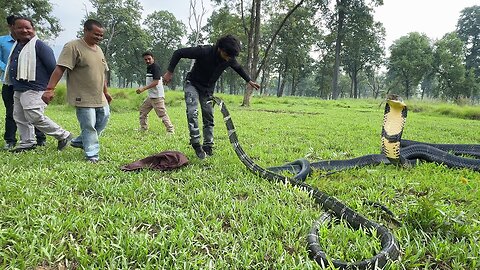 Animals Rescue Video l Murli wale housla