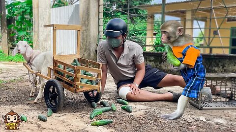 Super smart! YiYi takes goat helps people in distress go to the market to sell cucumbers