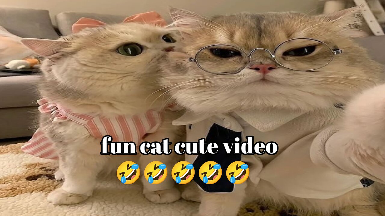 fun cat cute video entertainment