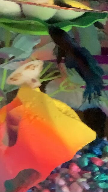 Male Betta Fish Tips