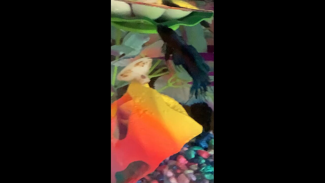Male Betta Fish Tips