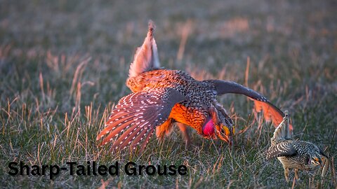 Frosty pre-dawn pull focus between two sharp-tailed grouse on prairie