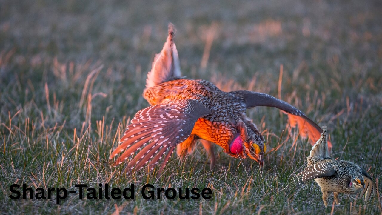 Frosty pre-dawn pull focus between two sharp-tailed grouse on prairie