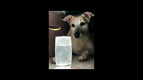 u biboojpn