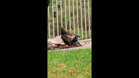 Redtail returns, "If you build it..."
