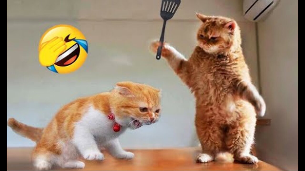 Funniest Animals 2023 😂 New Funny Cats and Dogs Videos 😻