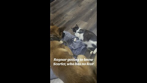 Dog nearly kills a cat!!