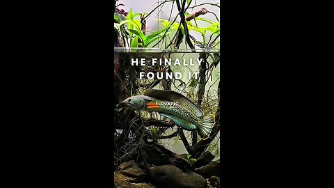 new set up in single tank