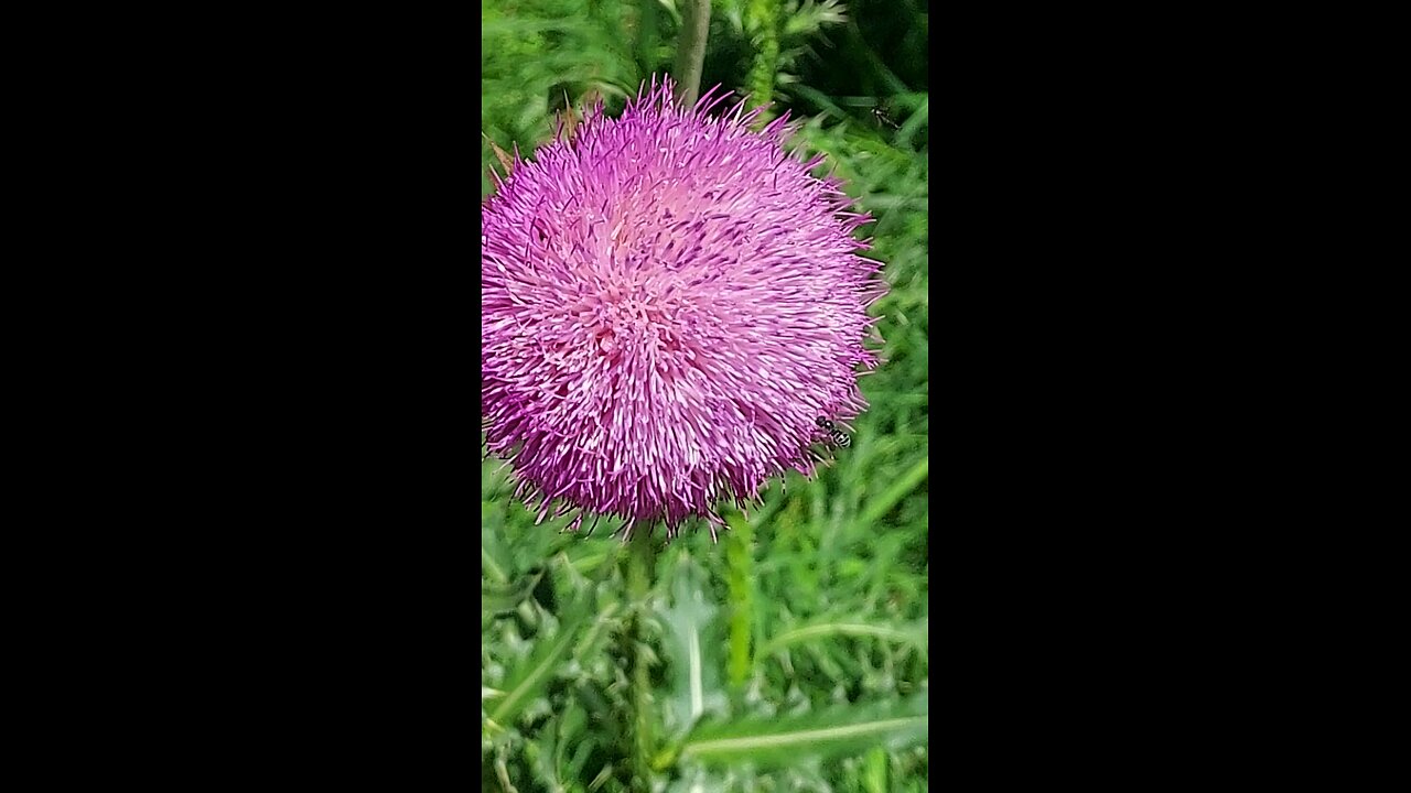 sweet bee 1of2